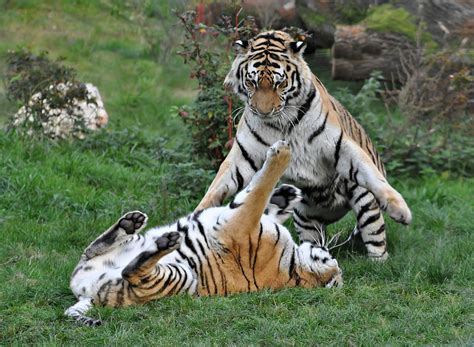 Tiger - Fight Foto & Bild | tiere, zoo, wildpark & falknerei, säugetiere Bilder auf fotocommunity