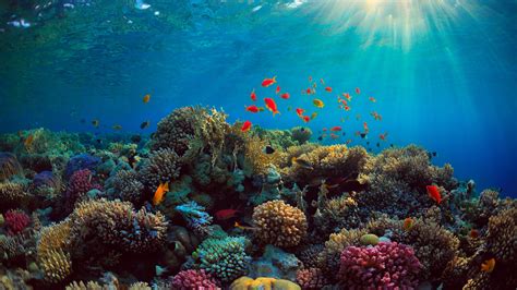 Sea, corals, fish, underwater 750x1334 iPhone 8/7/6/6S wallpaper ...