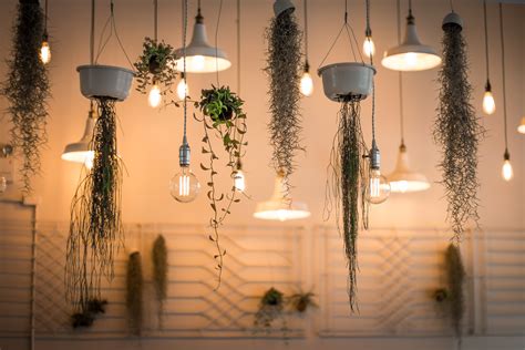 Free Images : plant, ceiling, lamp, lighting, lightbulb, interior ...