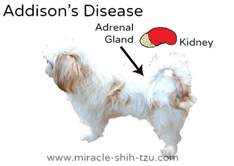 Addisons Disease in Dogs: Causes, Symptoms, Diagnosis, Treatment ...