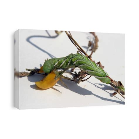 A Tomato Horn Worm Caterpillar, (Manduca Quinquemaculata) Dines On Canvas Print | CanvasWorld