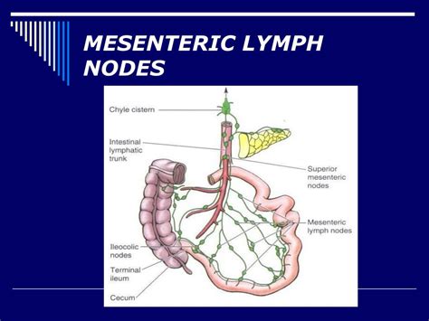 Central Mesenteric Lymph Nodes