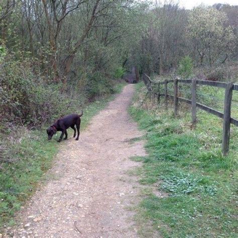 Dog walk at Swanwick Nature Reserve · Hampshire · Walkiees