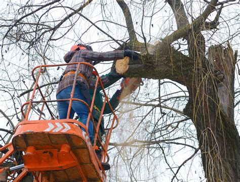 Got Trees? Remove Invasive Species This Winter