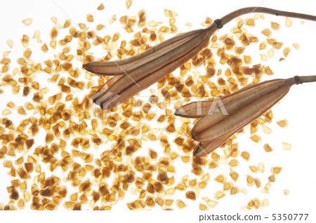 Lily seeds - Stock Photo [5350777] - PIXTA