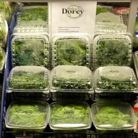 Hydroponic Lettuce: Why it makes sense — Growcer