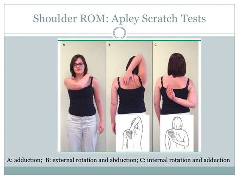 PPT - ICM II: Shoulder and Hand PowerPoint Presentation, free download - ID:2311657