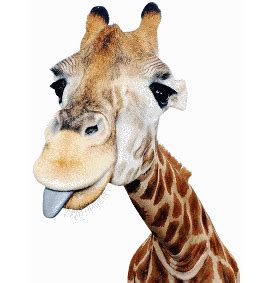 Giraffes - Giraffe Sticking Out His Tongue - Stickers - buy posters online with 1art1