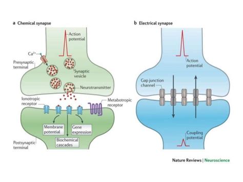 Synaptic integration, Types of synapses, EPSP and IPSP