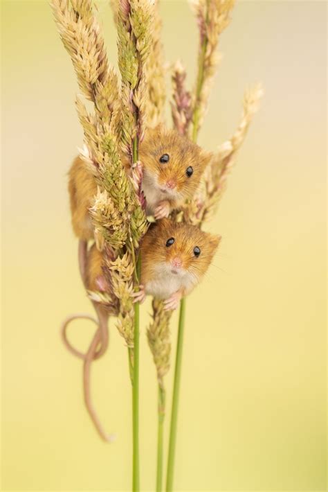 Photograph of two harvest mice by Ross Hoddinott