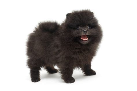 Teacup Pomeranian Black
