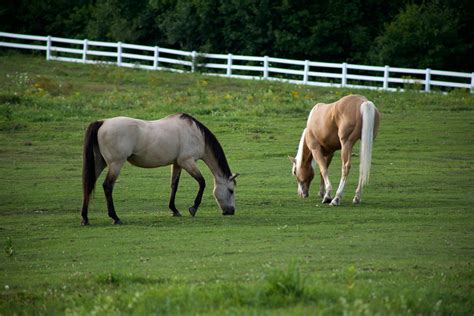 Two Brown Horses Eating Grasses · Free Stock Photo