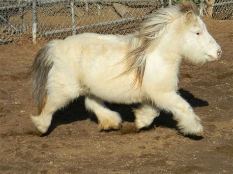 American Miniature Horse Breed Information, History, Videos, Pictures