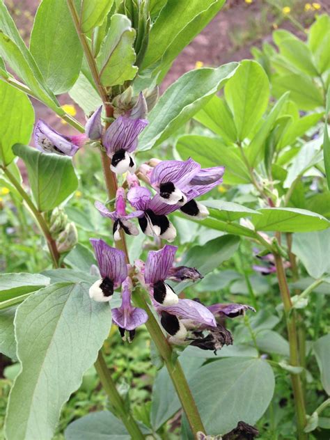 Vicia faba (Bell Bean, Broad Bean, English Bean, Fava Bean, Field Bean ...