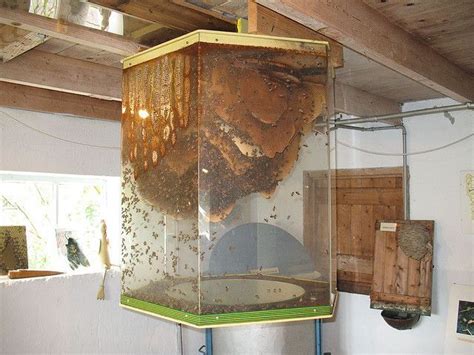 Indoor bee hive design-wild Very much doubt I'd ever consider this, but ...