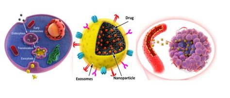 New nanomedi­cine for efﬁcient cancer chemo­ther­apy • healthcare-in ...