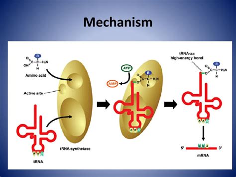 PPT - Aminoacyl tRNA Synthetase PowerPoint Presentation, free download ...