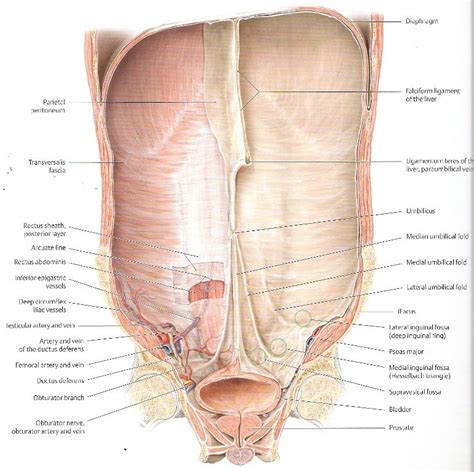 an image of the anatomy of the head and neck, with labels on each side