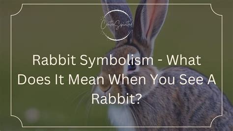 Rabbit Symbolism - What Does It Mean When You See A Rabbit?