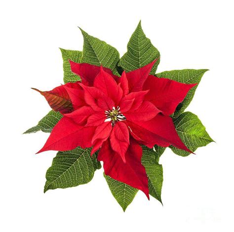 Christmas Poinsettia Wallpapers - Wallpaper Cave