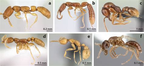 [PDF] The Phylogeny and Evolution of Ants | Semantic Scholar