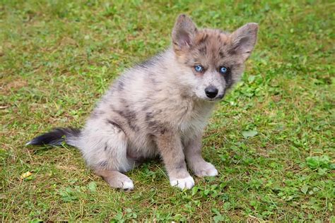 Pomsky Colors: 6 Shades Of Fluff