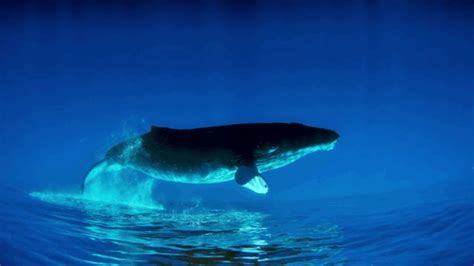 Cetacean Nation | Marine animals, Whale, Animals