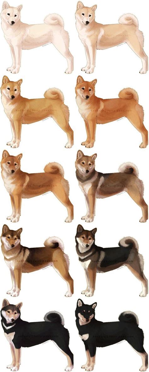 shiba inu colors sesame - Veta Tripp