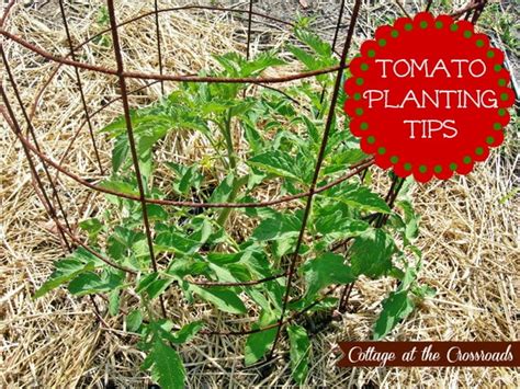 Our Tomato Planting Tips - Cottage at the Crossroads