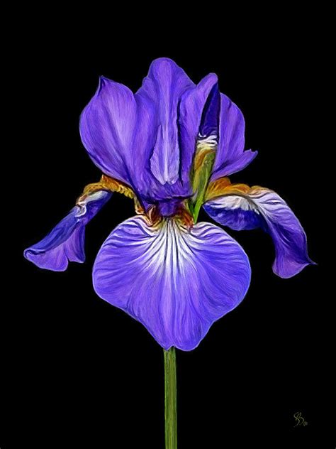 Iris Painting by Sue Brehant