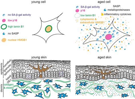 Frontiers | Biomarkers of Cellular Senescence and Skin Aging | Genetics