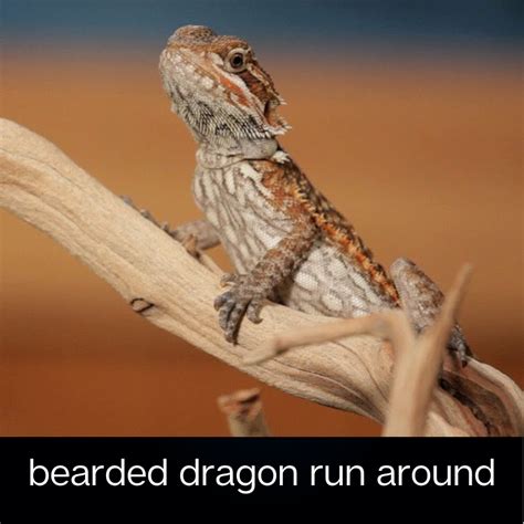 How fast can bearded dragon run-5 reasons