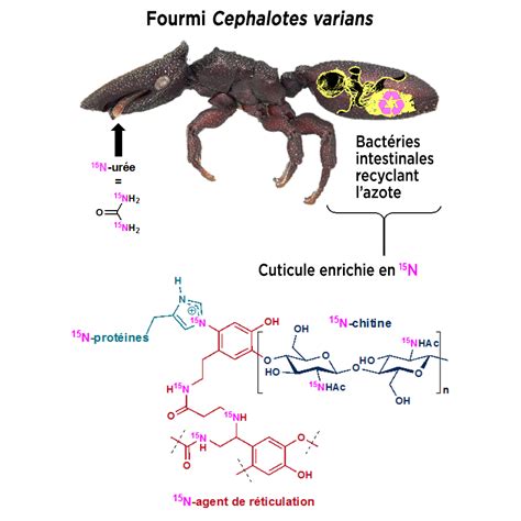 Comment se forger une carapace ? | CNRS Chimie