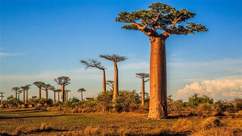 Fun Facts about the Baobab Tree - Secret Africa