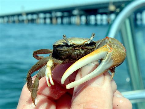 Fiddler Crab – "OCEAN TREASURES" Memorial Library