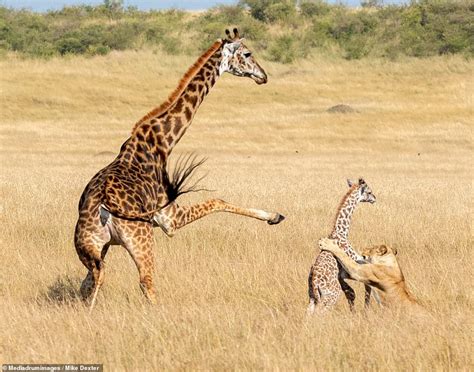 Giraffe accidentally kills her newborn calf with lethal kick while ...