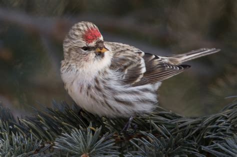 Common Redpoll (female) – Jeremy Meyer Photography