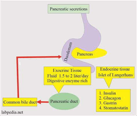 Pancreatic Functions And Acute Pancreatitis Labpedia - vrogue.co