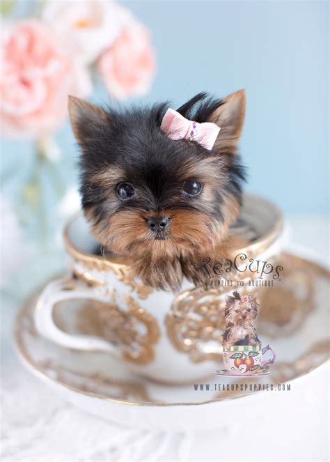 Cute Little Yorkie Puppies South Florida | Teacups, Puppies & Boutique