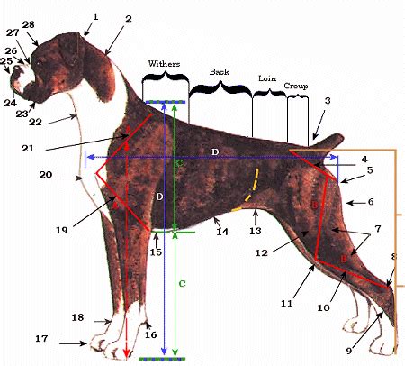 Anatomy of a Boxer