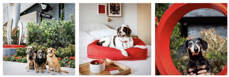 Are Hiltons Pet-Friendly Hotels? What to Know - NerdWallet