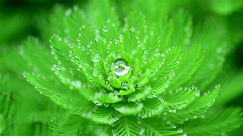 closeup, Water Drops, Nature, Macro, Plants, Leaves, Green, Depth Of Field Wallpapers HD ...