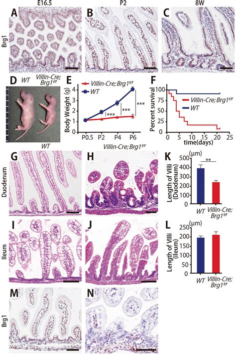 Loss of Brg1 leads to growth failure, early death and abnormal duodenal... | Download Scientific ...