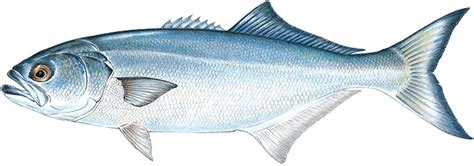 Cranberry County Magazine: Fun Fish Facts: Bluefish