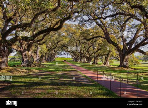 Oak Alley Plantation Stock Photo - Alamy