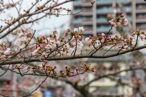 Cherry Blossom Reports 2024 - Matsuyama: Blossoms Opening