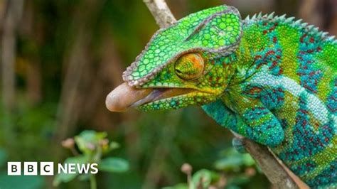 Chameleon's tongue gives up secrets - BBC News