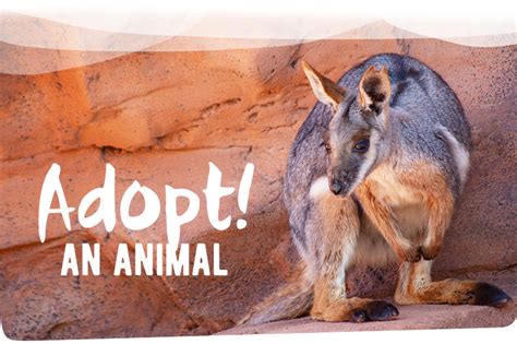 Adopt an Animal - Living Desert - DCN News