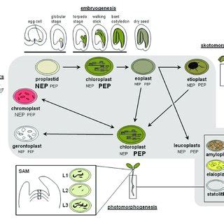 | Summary of major plastid types in plant cells. | Download Table