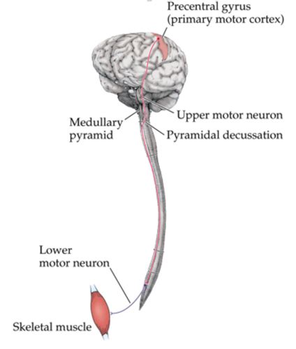 Motor pathways Flashcards | Quizlet